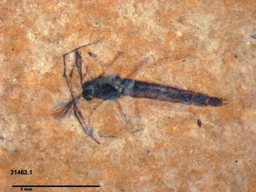 Genus sp