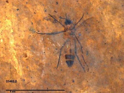 Diptera