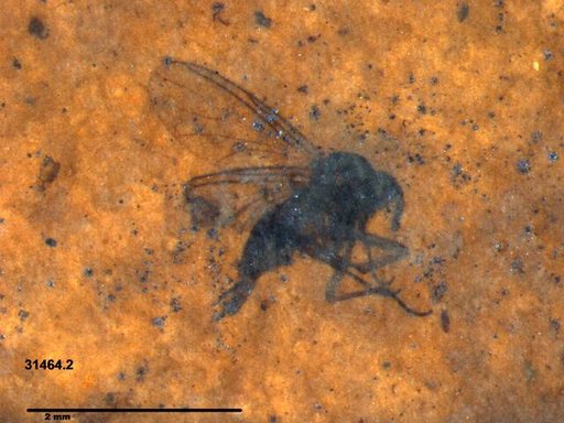 Diptera