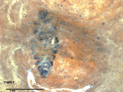 Genus sp