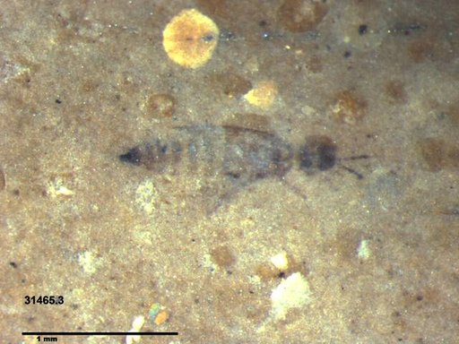 Genus sp
