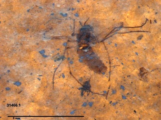 Diptera