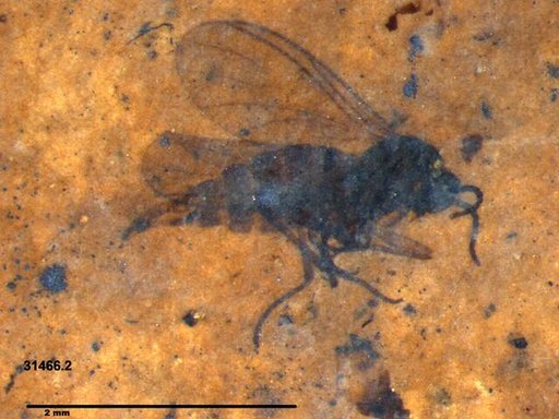 Sciaridae