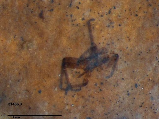 Genus sp