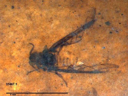 Aphididae