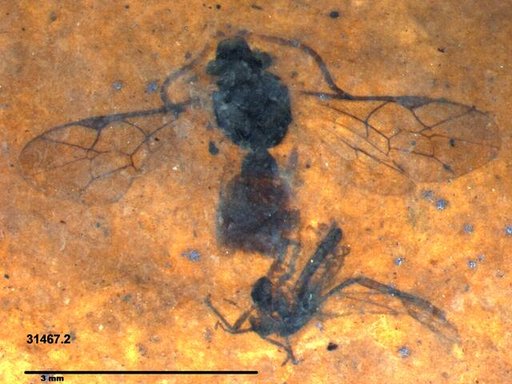 Genus sp