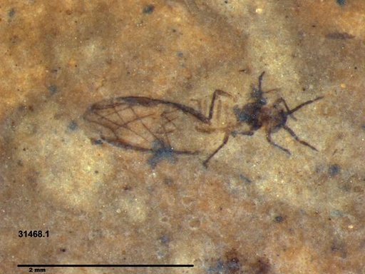 Aphididae