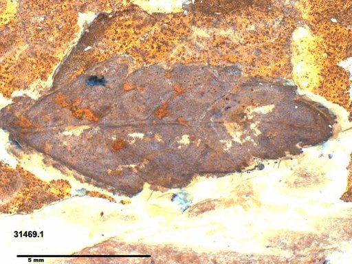 Tracheophyta
