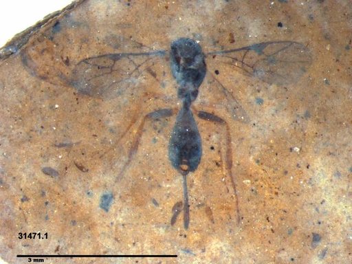 Ichneumonidae