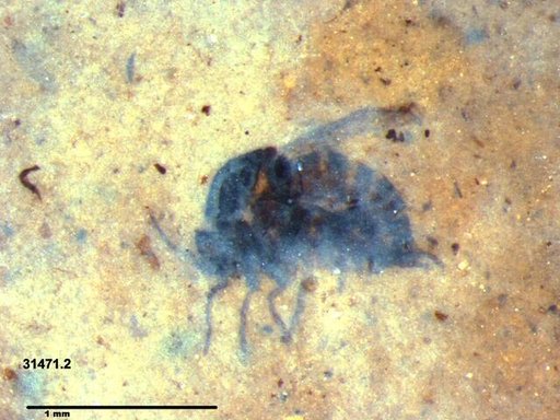 Diptera