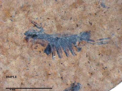 Corixidae