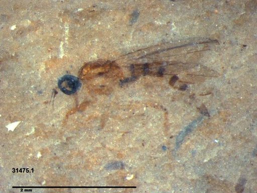 Diptera