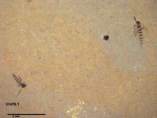 Genus sp