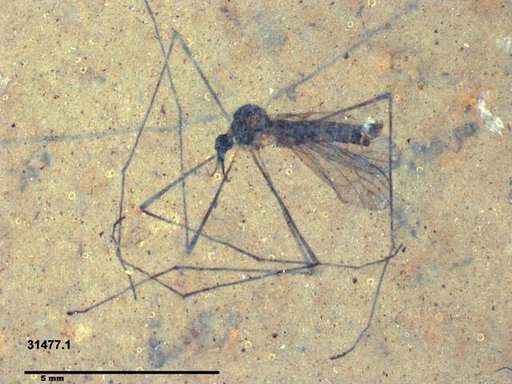 Diptera