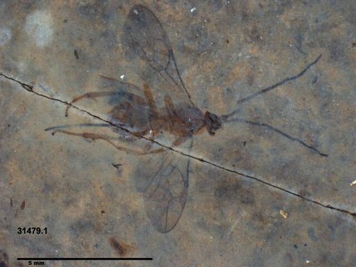 Braconidae