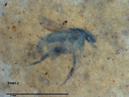 Phoridae
