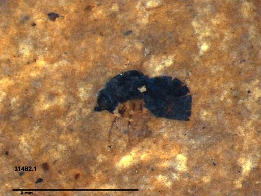 Genus sp