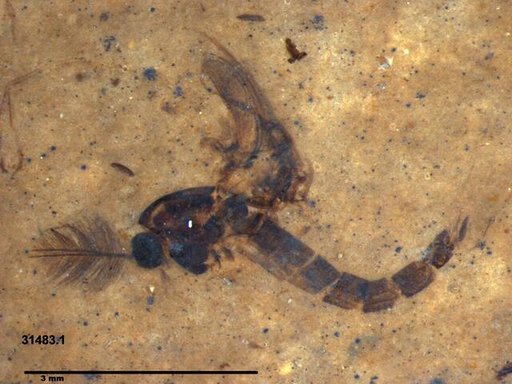 Genus sp