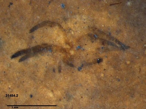 Genus sp