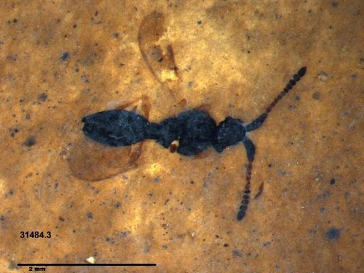 Diapriidae