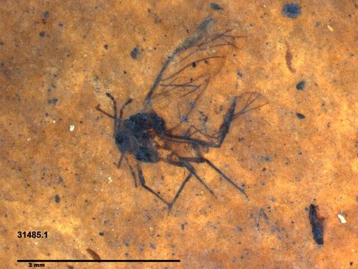 Aphididae