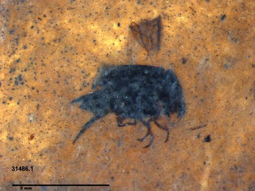 Mordellidae