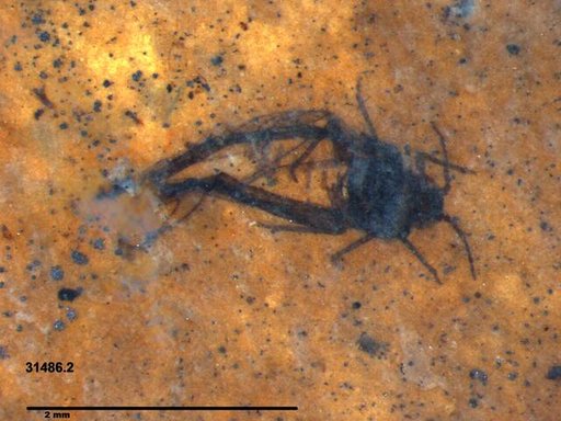 Aphididae