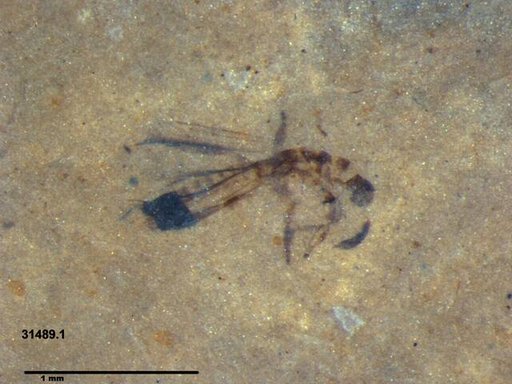 Genus sp