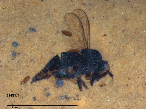 Diptera
