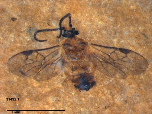 Braconidae