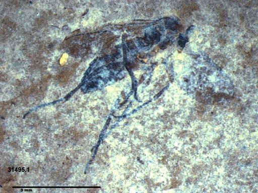 Diptera