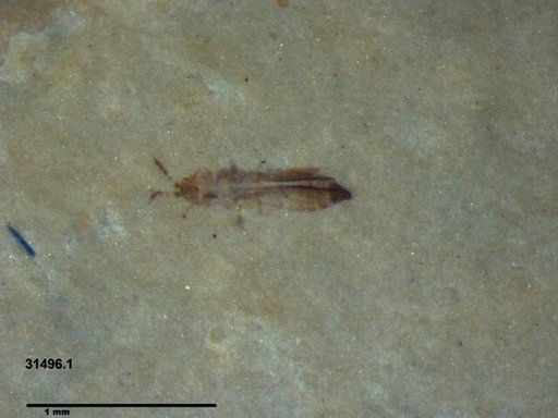 Genus sp
