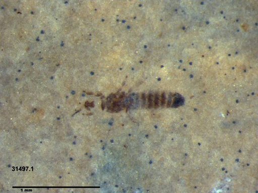 Genus sp