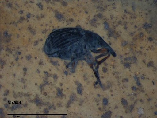 Genus sp
