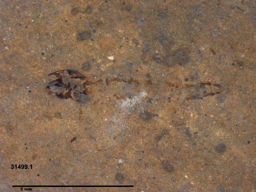 Genus sp