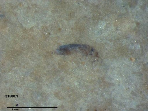 Genus sp