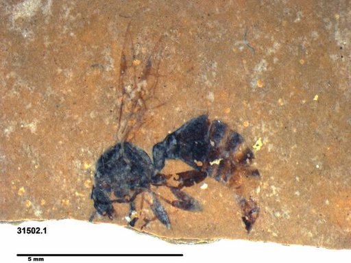 Formicidae