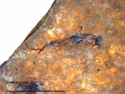 Notonectidae