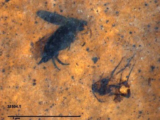 Mordellidae