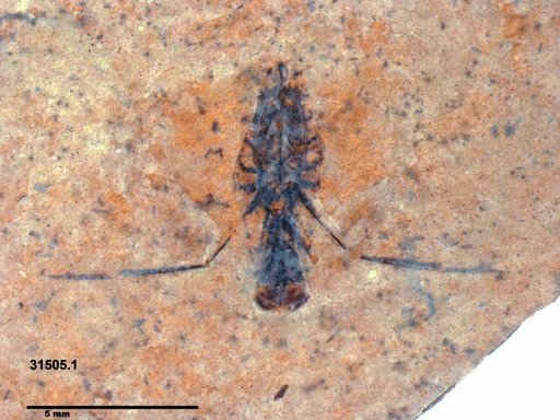 Notonectidae