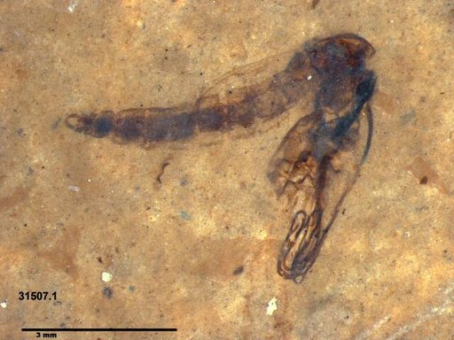 Genus sp