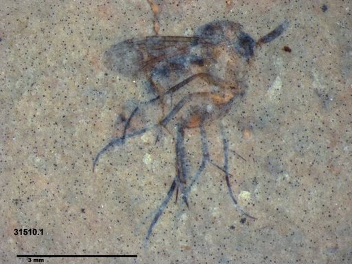 Mycetophilidae