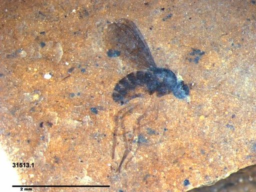 Genus sp.
