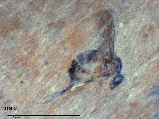 Diptera