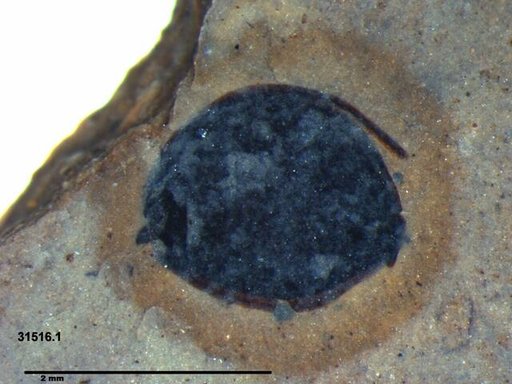 Tracheophyta