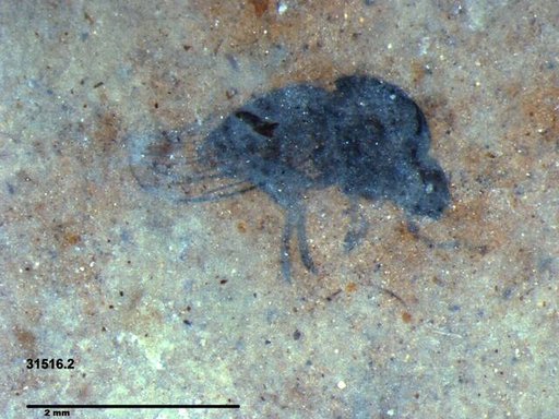 Diptera