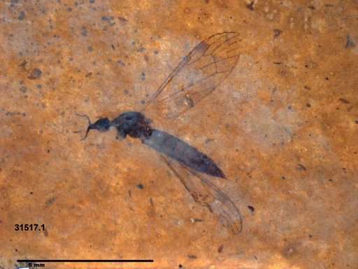 Diptera