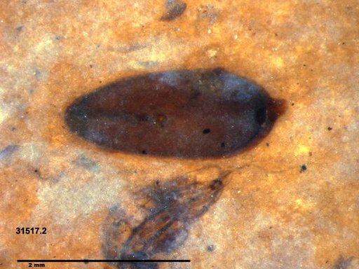 Tracheophyta