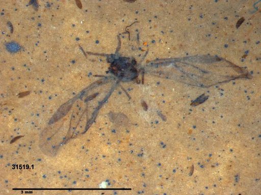 Aphididae