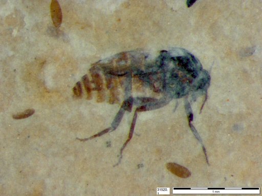 Diptera